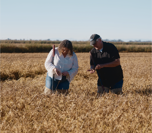 Lundberg Organic Rice From the Source